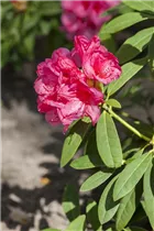  - Rhododendron 'Rijneveld'