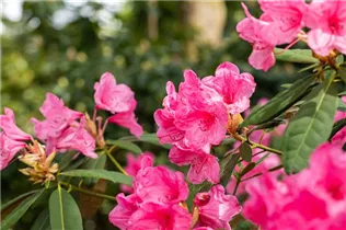  - Rhododendron 'Rijneveld'