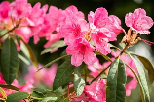  - Rhododendron 'Rijneveld'