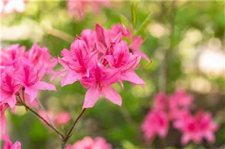  - Rhododendron prinophyllum 'Rosy Lights'