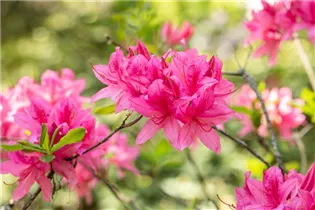  - Rhododendron prinophyllum 'Rosy Lights'