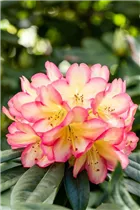  - Rhododendron 'Robert de Belder'