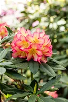  - Rhododendron 'Robert de Belder'
