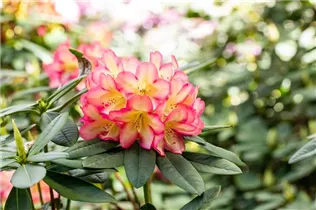  - Rhododendron 'Robert de Belder'