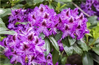  - Rhododendron 'Ronkonkoma'