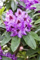  - Rhododendron 'Ronkonkoma'