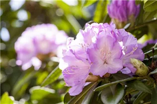  - Rhododendron 'Prof. Dr. Drude'