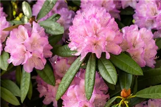  - Rhododendron 'Prof. Dr. Drude'