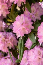  - Rhododendron 'Prof. Dr. Drude'