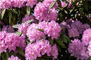  - Rhododendron 'Prof. Dr. Drude'