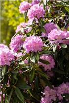  - Rhododendron 'Prof. Dr. Drude'