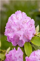  - Rhododendron 'Rosa Millenium'®