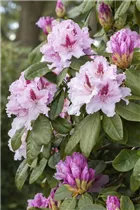  - Rhododendron 'Progrès'