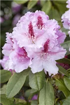  - Rhododendron 'Progrès'