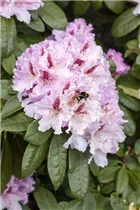  - Rhododendron 'Progrès'