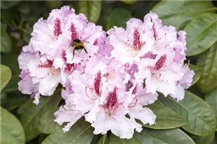  - Rhododendron 'Progrès'