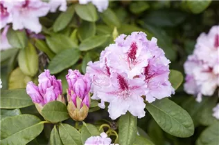  - Rhododendron 'Progrès'