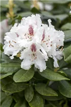  - Rhododendron 'Progrès'