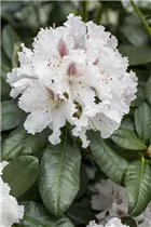  - Rhododendron 'Progrès'