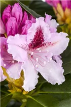  - Rhododendron 'Progrès'