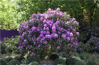 - Rhododendron 'Roseum Elegans'  - Rhododendron 'Roseum Elegans'