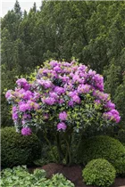 - Rhododendron 'Roseum Elegans'  - Rhododendron 'Roseum Elegans'