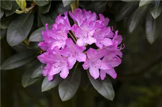 - Rhododendron 'Roseum Elegans'  - Rhododendron 'Roseum Elegans'