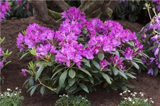 - Rhododendron 'Roseum Elegans'  - Rhododendron 'Roseum Elegans'