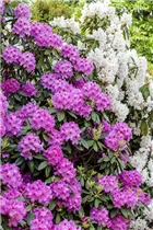 - Rhododendron 'Roseum Elegans'  - Rhododendron 'Roseum Elegans'