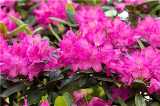  - Rhododendron 'Rossellini'