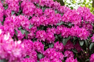  - Rhododendron 'Rossellini'
