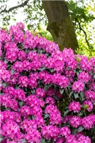  - Rhododendron 'Rossellini'