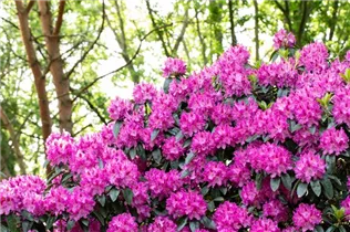  - Rhododendron 'Rossellini'