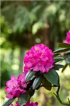  - Rhododendron 'Rossellini'