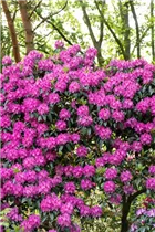  - Rhododendron 'Rossellini'