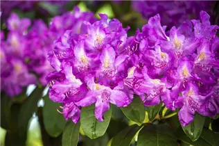  - Rhododendron 'Purpureum Elegans'