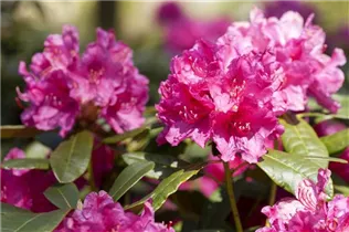  - Rhododendron 'Rubescens'