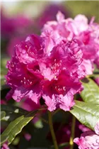  - Rhododendron 'Rubescens'