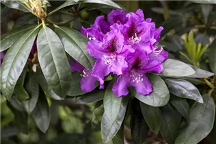  - Rhododendron 'Rubescens'