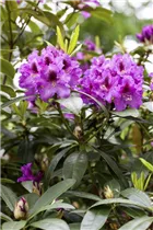  - Rhododendron 'Rubescens'