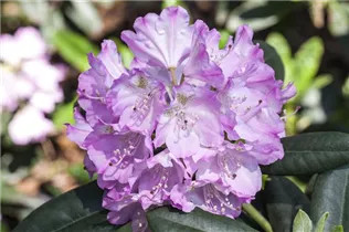  - Rhododendron 'Purpureum Grandiflorum'
