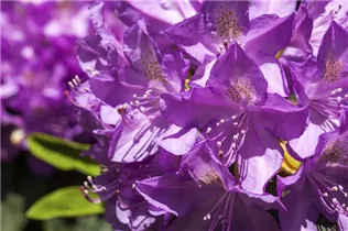  - Rhododendron 'Purpureum Grandiflorum'