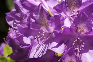  - Rhododendron 'Purpureum Grandiflorum'