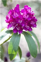  - Rhododendron 'Queen Victoria'