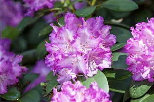  - Rhododendron 'Quinte'