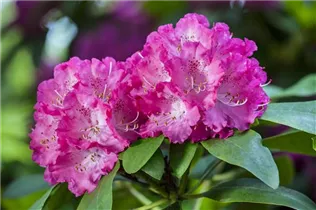  - Rhododendron 'Quinte'