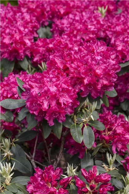 Rhododendron 'Raphael'