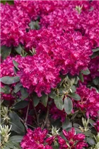  - Rhododendron 'Raphael'