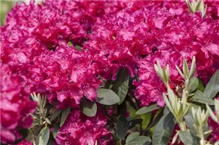  - Rhododendron 'Raphael'