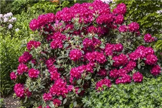  - Rhododendron 'Raphael'